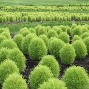 コキアの投稿画像一覧 Greensnap グリーンスナップ