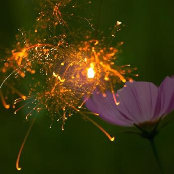 線香花火の画像 by koyukiさん | 小さな庭と線香花火と秋コスモス