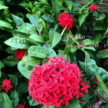 存在感抜群の画像 by モッコさん | 小さな庭とサンタンカともっと咲いて～♡と存在感抜群とGS日和と赤！と花のある暮らし