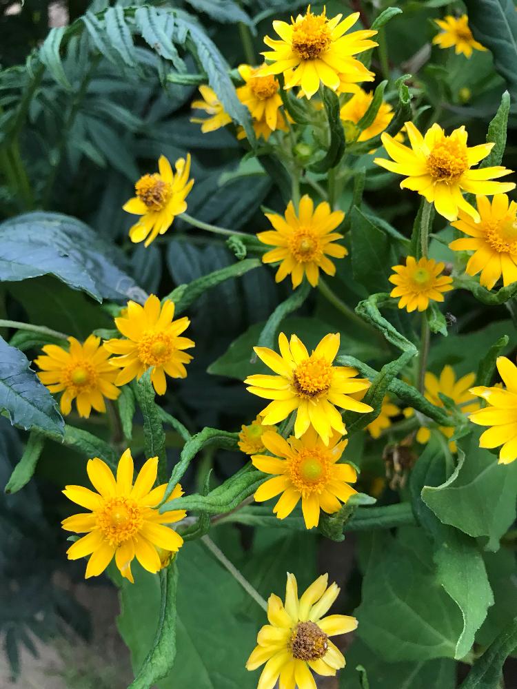 メランポジュームの投稿画像 By Nakkyさん メランポジウムと花のある暮らしと初心者ですと加工なしと黄色の花 18月8月30日 Greensnap グリーンスナップ