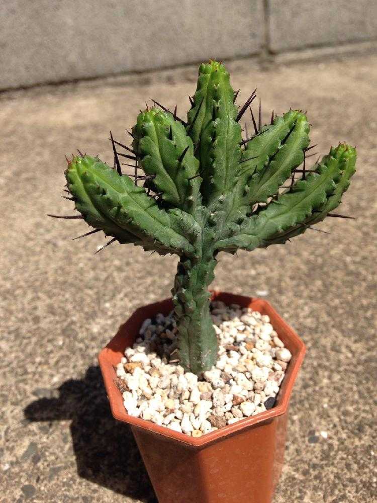 ユーフォルビア・エノプラ(紅彩閣黒棘)2号｜🍀GreenSnap（グリーン