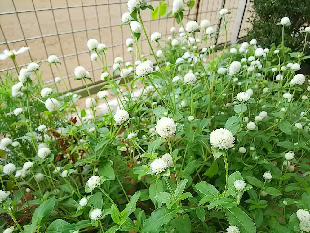 センニチコウの投稿画像 By Jolさん 丸いのが好きと花のある暮らしと夏のお花と白い花 18月8月30日 Greensnap グリーンスナップ