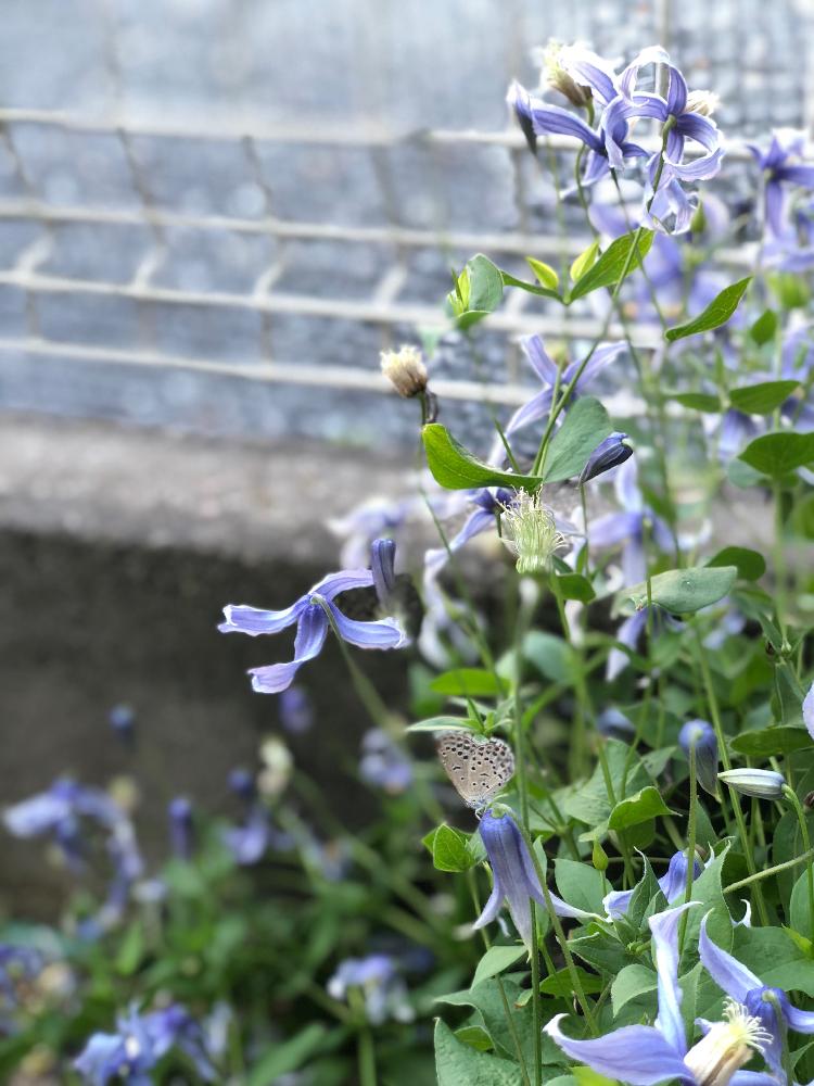 青紫色のクレマチス惚れた の投稿画像 By イングリッシュガーデンさん ムラサキの花とgs映えとクレマチス とgs日和とクレマチス 地植えと花 のある暮らしと庭植えと紫の花とポートレート撮影 18月8月30日 Greensnap グリーンスナップ