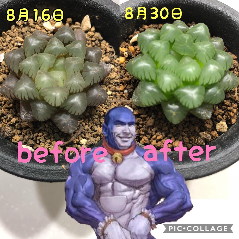 オブツーサ の投稿画像 By 風の谷でナニシタさん 万田パピコとお笑い担当と真っ黒クロスケとドラえもんとトゥルンカータ 18月8月30日 Greensnap グリーンスナップ