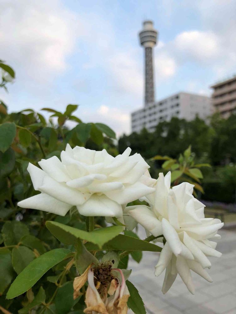 かずやんさんの山下公園への投稿