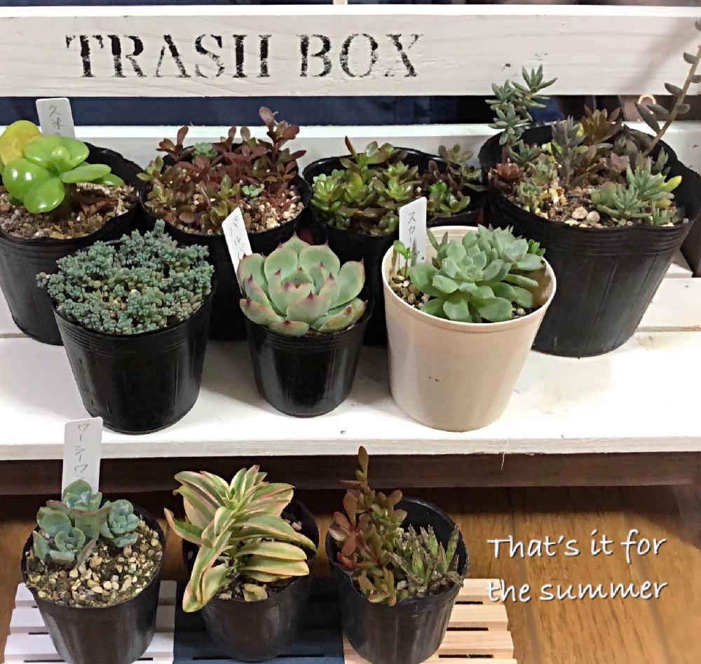 多肉植物の投稿画像 By Ceoさん 多肉大好きと天竺多肉植物と火祭り錦 とエケベリア 久米の里とスカーレット とタニラーといよっこらと光乃園とワーシーワン とセダム ダシフィルムとエケベリア パルバと紅提灯 18月8月30日 Greensnap グリーンスナップ