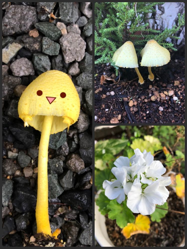 コガネキヌカラカサタケの投稿画像 By 桜花さん ゼラニウムとキュンキュン乙女倶楽部と真夏のキノコとhtcとアイコン変えましたと小さな庭とキュンキュン乙女倶楽部と真夏のキノコとhtcとアイコン変えました 18月8月30日 Greensnap グリーンスナップ