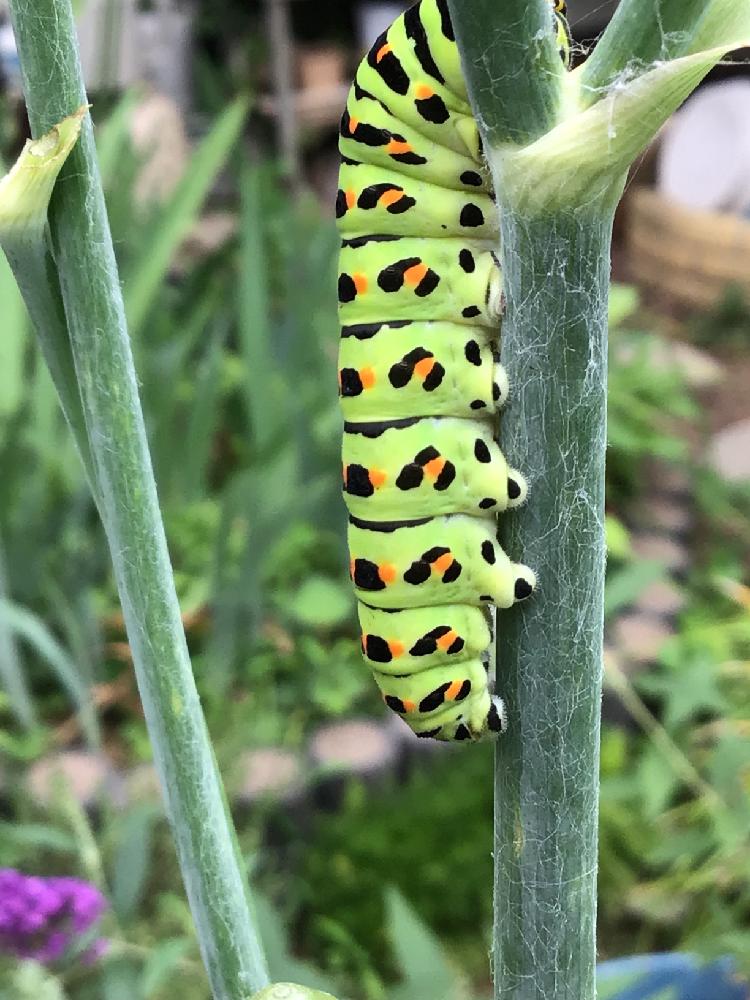 小さな庭の投稿画像 By うたちゃんさん Gs日和と植物と昆虫とキアゲハとキアゲハの 幼虫とgs日和と植物と昆虫とキアゲハとキアゲハの 幼虫 18月8月31日 Greensnap グリーンスナップ Greensnap グリーンスナップ