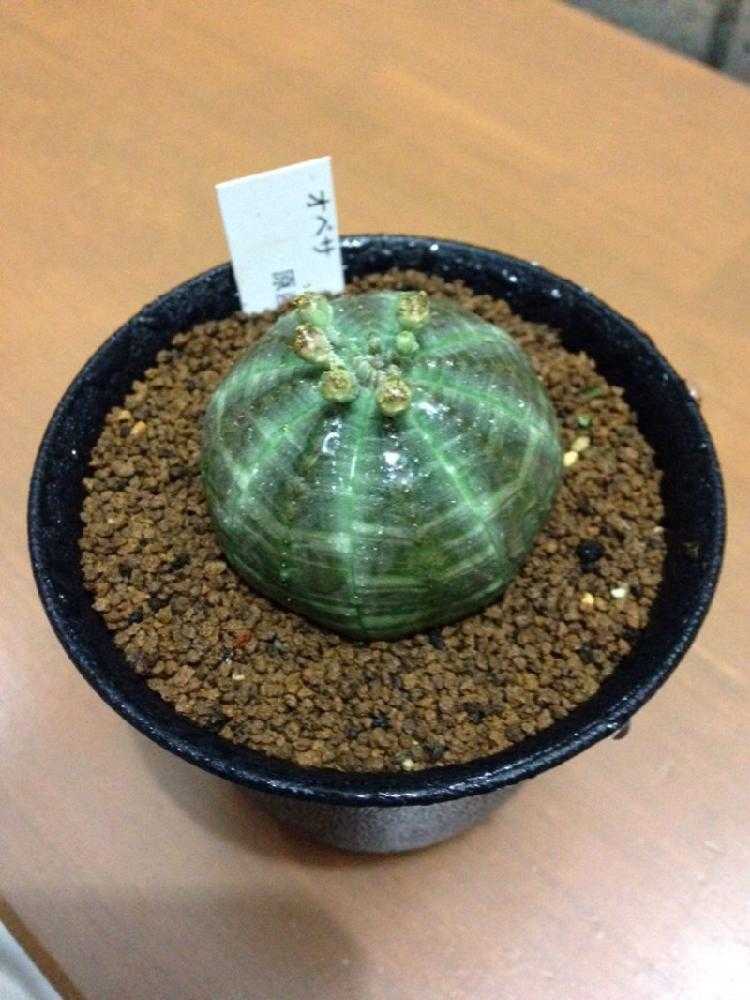 ユーフォルビア・オベサ 1号|🍀GreenSnap(グリーンスナップ) ユーフォルビア・オベサ 1号|🍀GreenSnap(グリーンスナップ)
