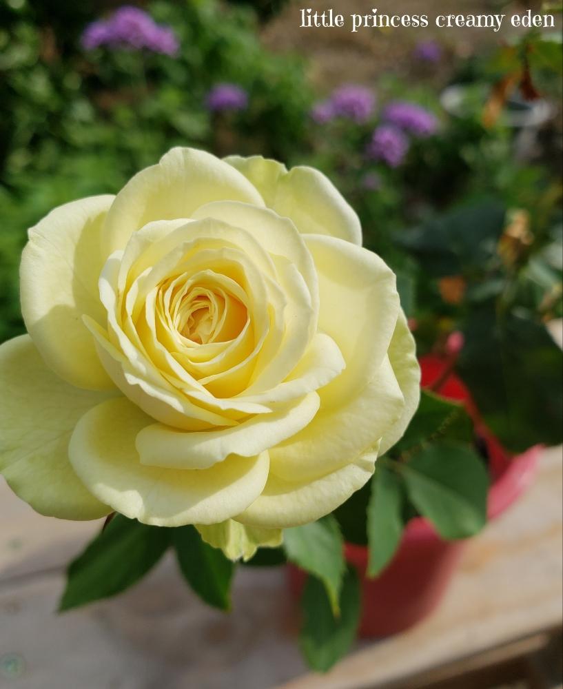 バラ クリーミーエデンの投稿画像 By Hanamizukiさん 8月の薔薇と薔薇 とかわいいな とバラ ミニバラとビューティホー 18月8月31日 Greensnap グリーンスナップ