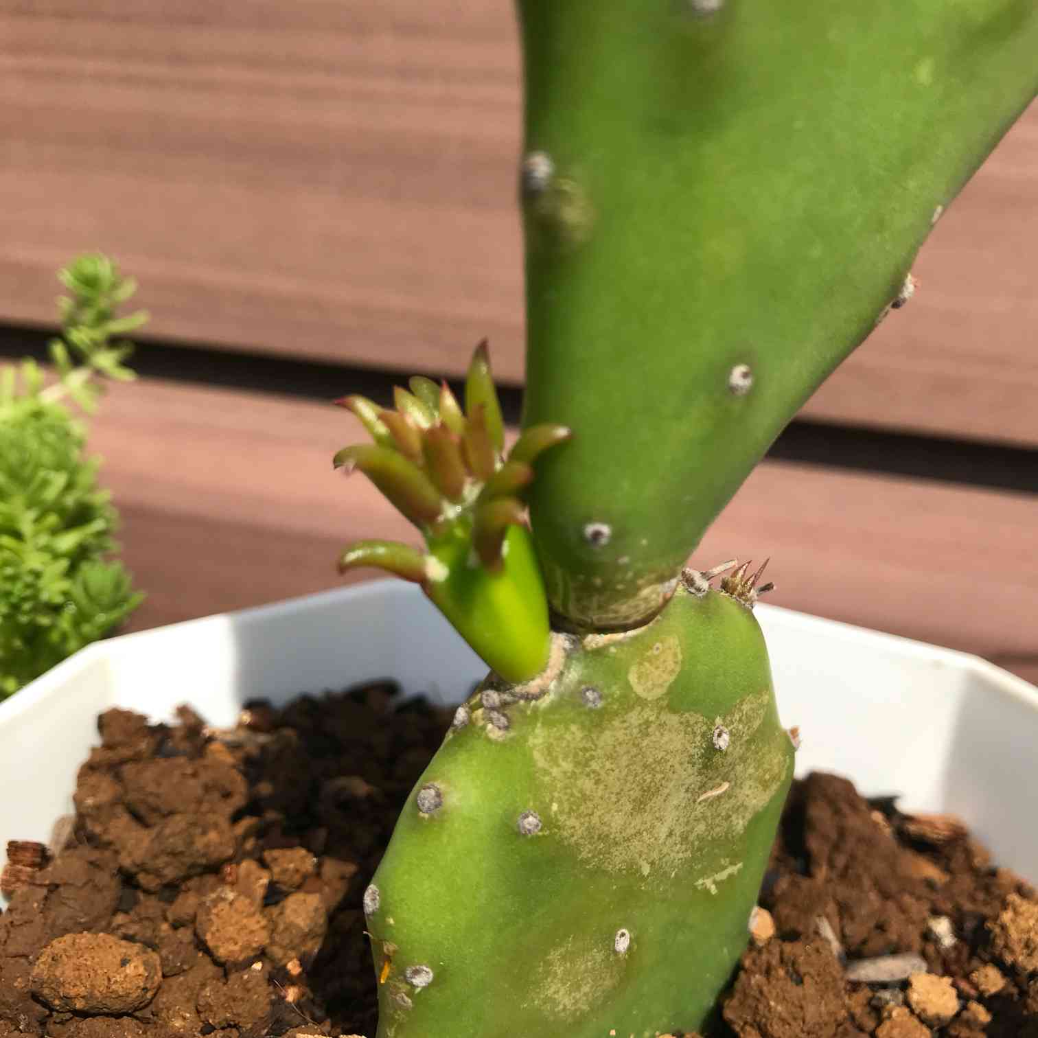 ウチワサボテン？の挿し芽記録｜🍀GreenSnap（グリーンスナップ）