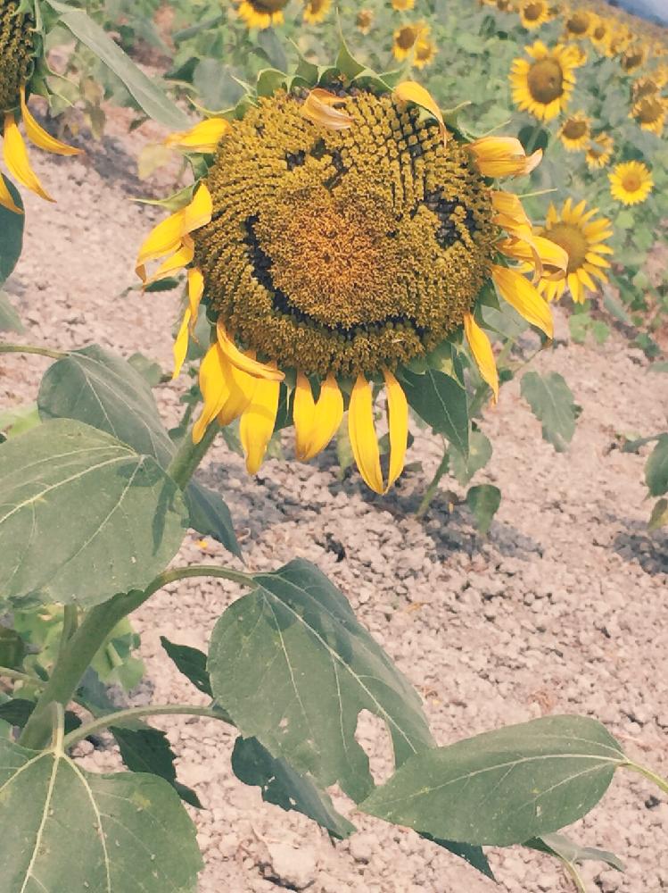ヒマワリ の投稿画像 By しーさん かわいい と見つけた とお花と黄色い花とひまわり畑 と癒されると元気が出るとニコニコ 18月8月31日 Greensnap グリーンスナップ