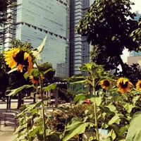 ヒマワリ,花のある暮らし,お出かけ先の画像