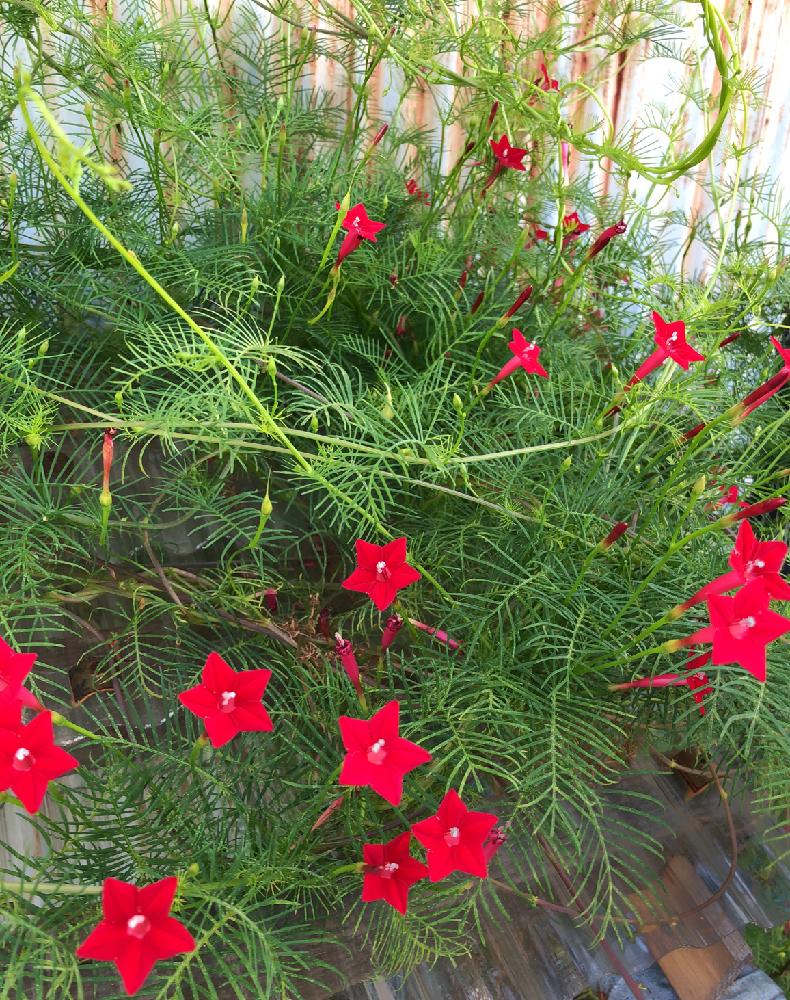 ルコウソウの投稿画像 By ヒメハギさん グリーンカーテンコンテスト18と赤の花とグリーンカーテンと星型のお花 18月8月31日 Greensnap グリーンスナップ