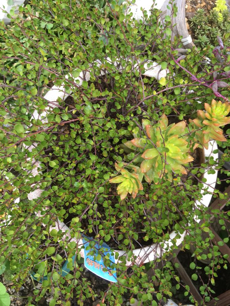 18年夏の終わりの投稿画像 By ユリの娘さん 花のある暮らしとがんばったね 18月8月31日 Greensnap グリーンスナップ