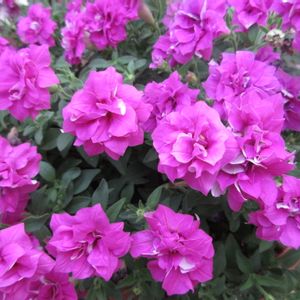 ペチュニア,サフィニア,サフィニアフリルピンク,ガーデニング,ピンクの花の画像