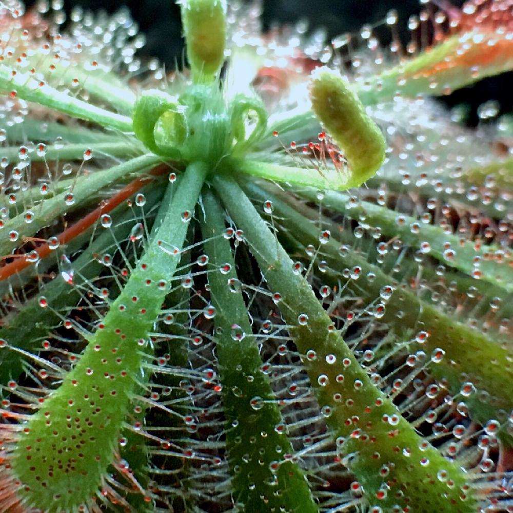 マクロレンズの投稿画像 By Saccoさん キラキラ と食虫植物とスパツラタとマクロ撮影とドロセラスパツラタと植中毒とモウセンゴケ類と接写と 食虫植物18 コンテスト 18月9月1日 Greensnap グリーンスナップ