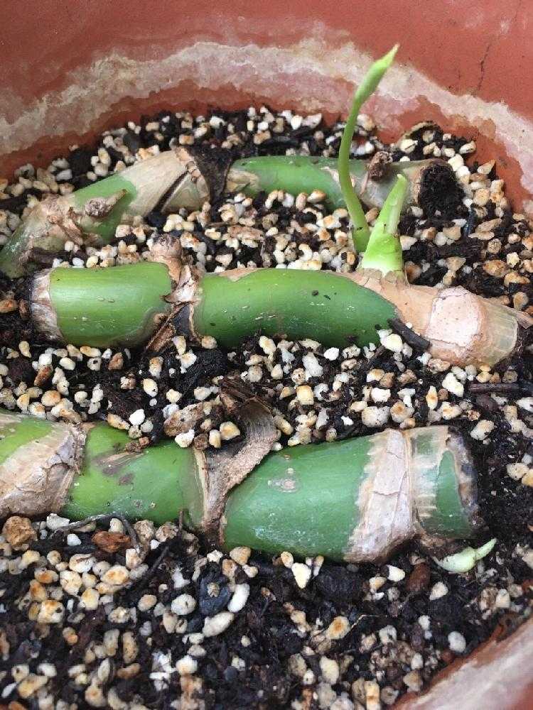 根伏せによる発根の観察｜🍀GreenSnap（グリーンスナップ）