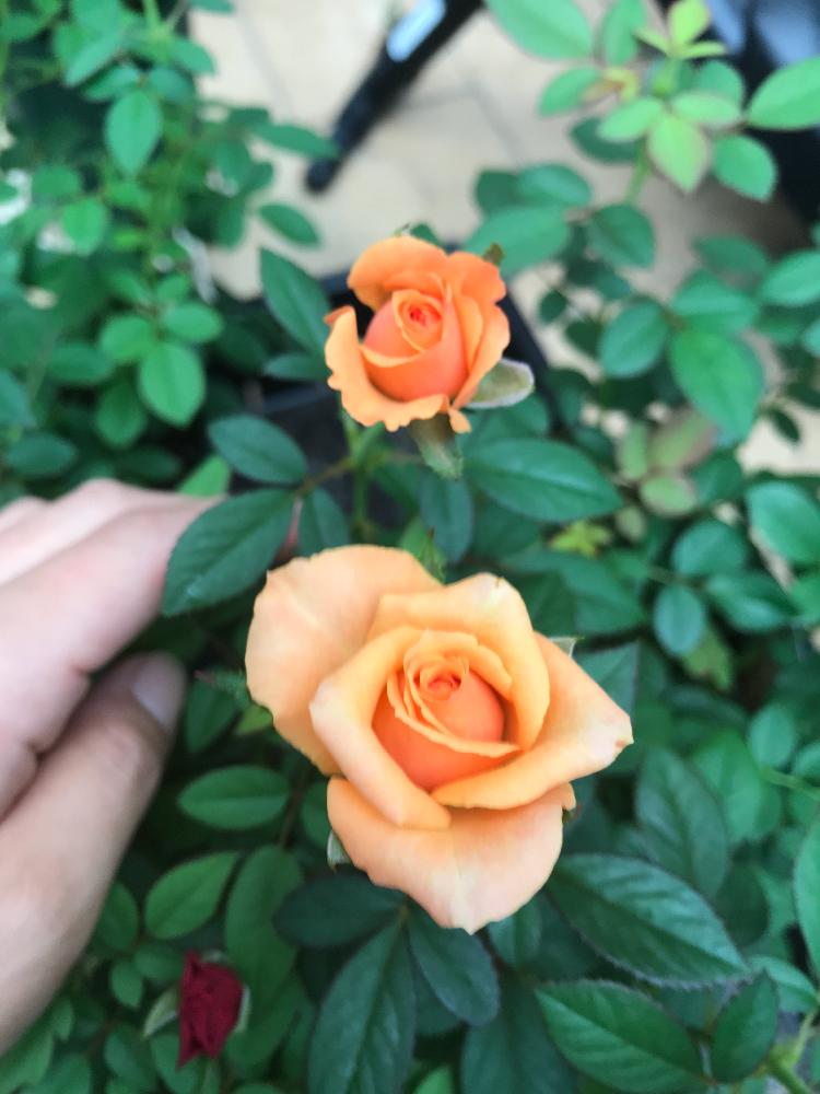 オレンジ色の花の投稿画像 By ケーコさん コルダナローズとミニバラ鉢植えとかわいい とかわゆす と鉢植えと花のある暮らしとバラ ミニバラとコルダーナシリーズと咲いた 18月9月1日 Greensnap グリーンスナップ