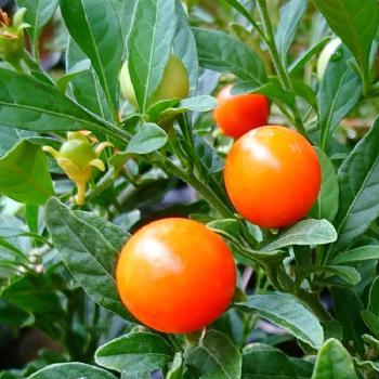 オレンジの実の投稿画像一覧 Greensnap グリーンスナップ