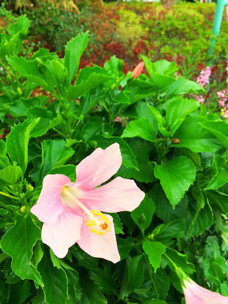 すべての美しい花の画像 Hd限定ハイビスカス 花 言葉 ピンク