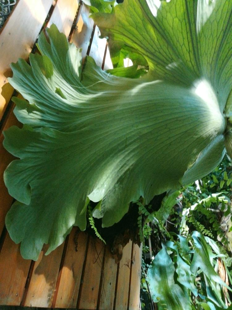 プラティケリウム ワンダエの投稿画像 By トリハダさん ビカクシダ ワンダエとgs映えと美しい とおでかけ先と珍奇植物ととにかくデカイとバルコニストと咲くやこの花館 18月9月1日 Greensnap グリーンスナップ