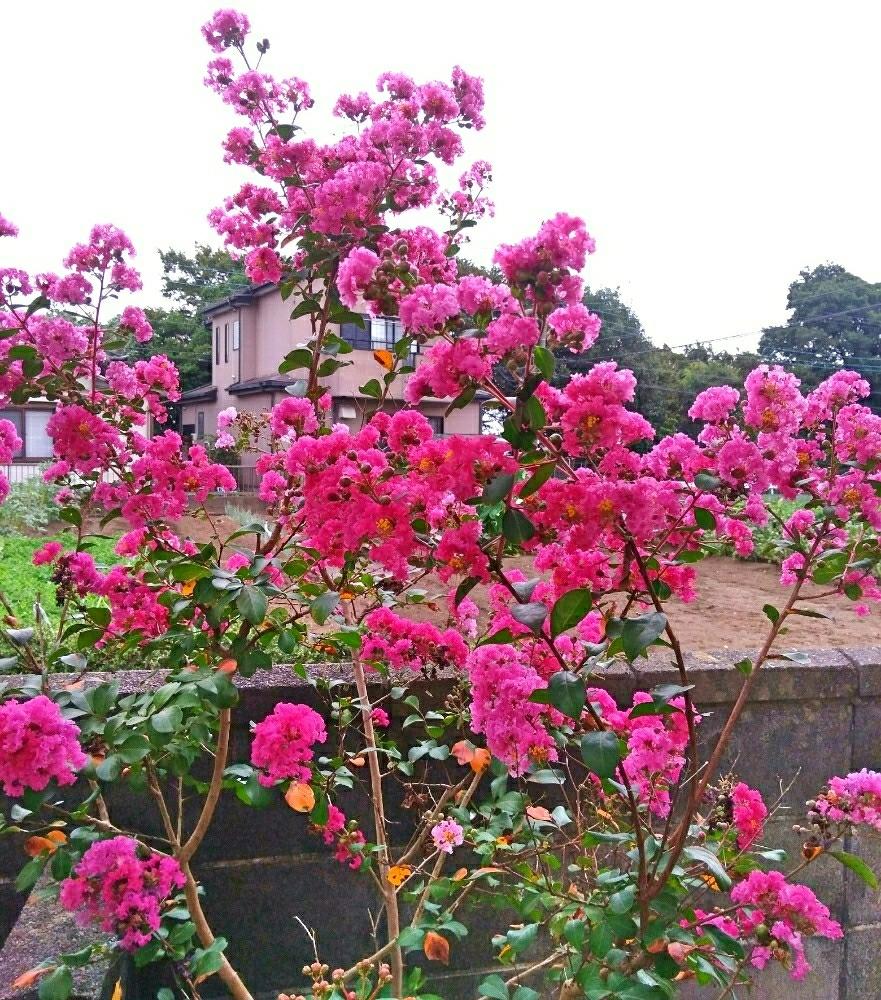 サルスベリの投稿画像 By ミキさん ピンクの花と花木と夏の花と庭木とガーデニングと咲いた 18月9月1日 Greensnap グリーンスナップ