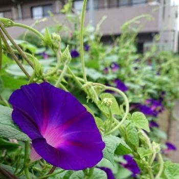 アサガオ☆の画像 by BLANKAさん | お出かけ先とアサガオ☆と涼しげとお散歩道と花のある暮らしと紫の花