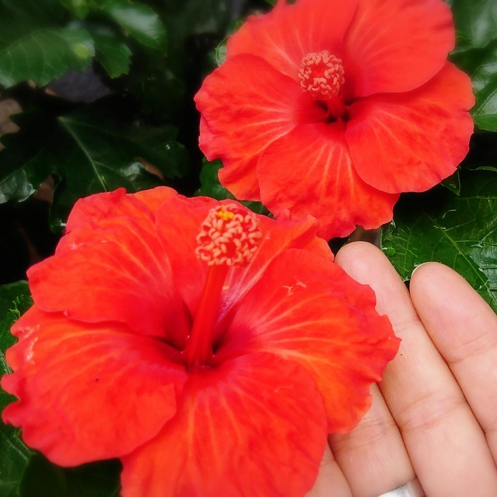 ミニハイビスカスの投稿画像 By いづみさん 元気に成長中と9月と暑さに強いと南国植物とガーデニング 18月9月2日 Greensnap グリーンスナップ