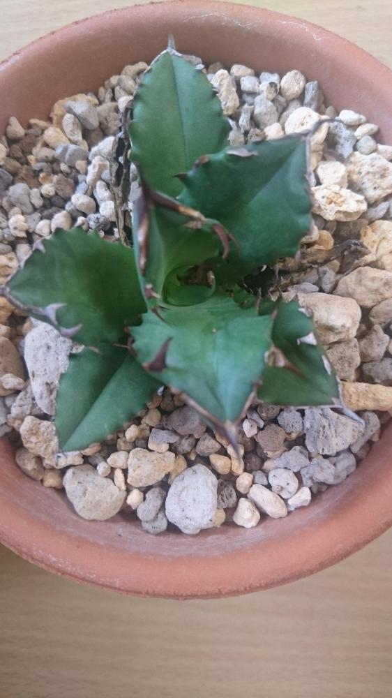 チタノタ ドワーフの投稿画像 By Agaveさん 多肉植物とアガベ Agaveと観葉植物と室内組とagaveのアガベと植中毒とアガベ属 18月9月2日 Greensnap グリーンスナップ