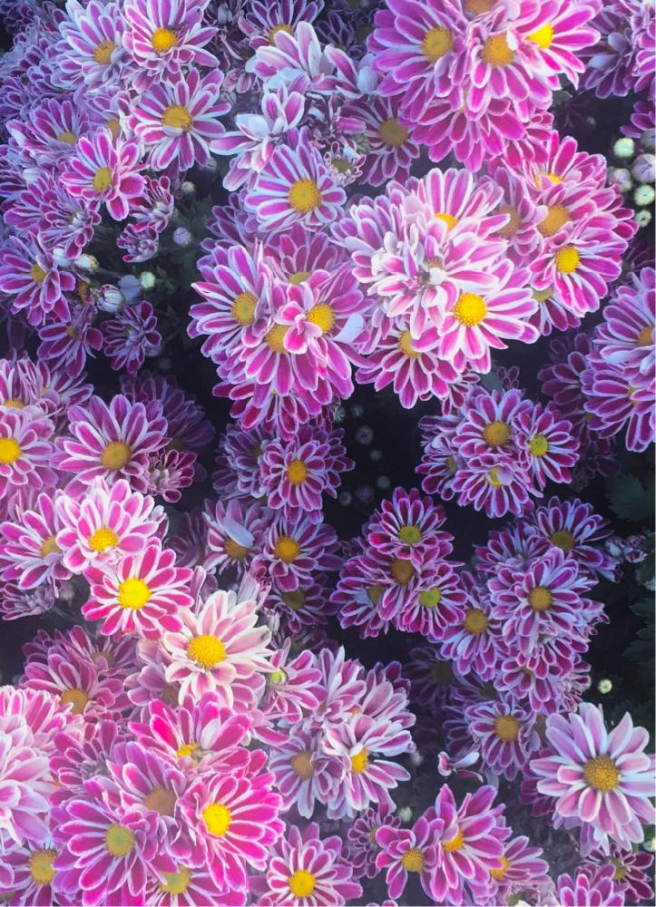 沢山のお花の投稿画像 By Kimikimiさん スマホ撮影と壁紙と真上から と美花と綺麗なミドリ 18月9月 2日 Greensnap グリーンスナップ