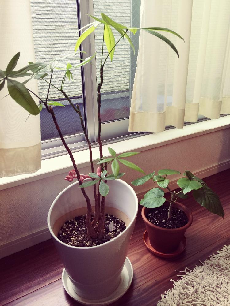 パキラの投稿画像 By よしよしさん ウンベラータと初心者ですと新葉とお気に入りの鉢と観葉植物初心者と パキラとウンベラータ ʾʾとかわいいな とパキラ と出た 新芽 18月9月2日 Greensnap グリーンスナップ