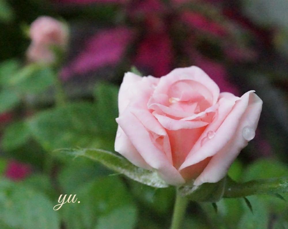 バラの投稿画像 By ゆうさん ポールセンローズ ノバとノバ と美しい と水滴とうっとり と花のある暮らしとかわいいとバルコニストとピンクかわいいとばら バラ 薔薇とバラlove とポールセンローズ 18月9月2日 Greensnap グリーンスナップ