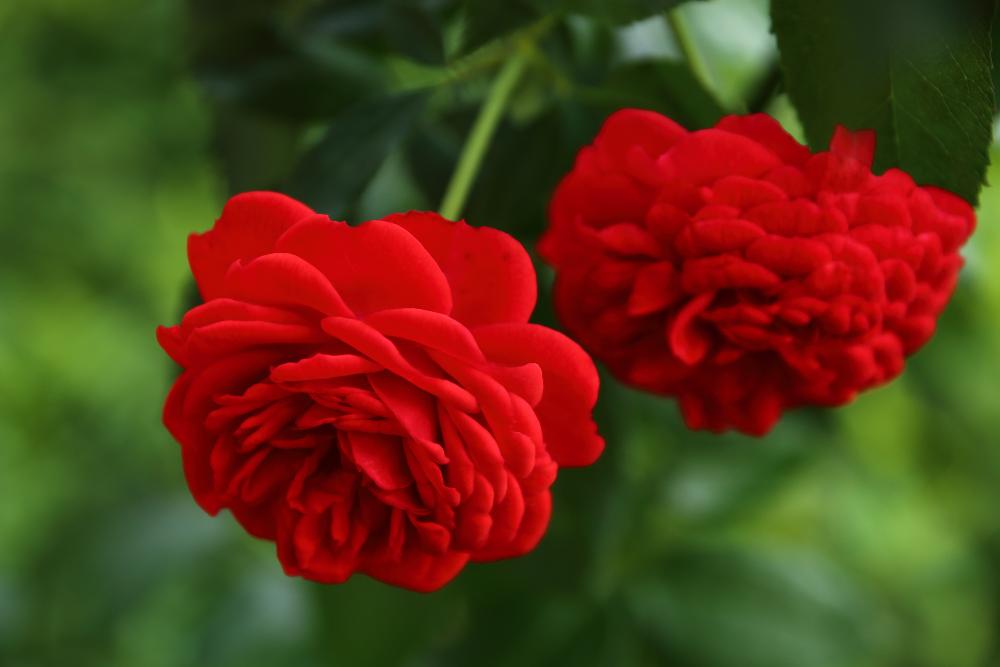 バラの投稿画像 By Shigeさん 岩手県とばら バラ 薔薇とロゼット咲きと葉っぱと一眼レフと照り葉とバラ ジークフリートと赤い花と鉢植えと花のある暮らしとばら 薔薇 バラとバラ ミニバラと赤いバラ 18月9月2日 Greensnap グリーンスナップ