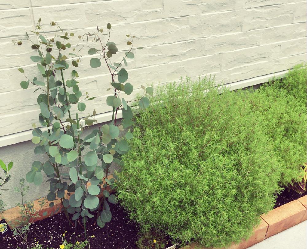 ユーカリ ポポラスの投稿画像 By Miyaberuさん コキアとコキア ホウキグサ とボタニカルライフと花壇と我が家の花壇と小さな花壇 18月9月2日 Greensnap グリーンスナップ
