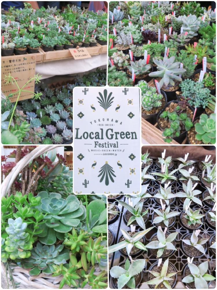 横浜ローカルグリーンフェスティバルの投稿画像 By こたまま さん Gs映えとgs日和と今日の一枚と横浜赤レンガ倉庫と多肉植物とサボテンとタニラーと珍奇 植物とタニク初心者とタニクちゃんとアガベ属 18月9月3日 Greensnap グリーンスナップ