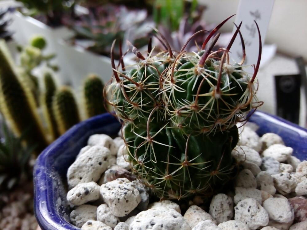 トゲが痛いの投稿画像 By まゆさん サボテン科とトゲとサボテン 縮玉とかわいいな と多肉初心者 18月9月3日 Greensnap グリーンスナップ