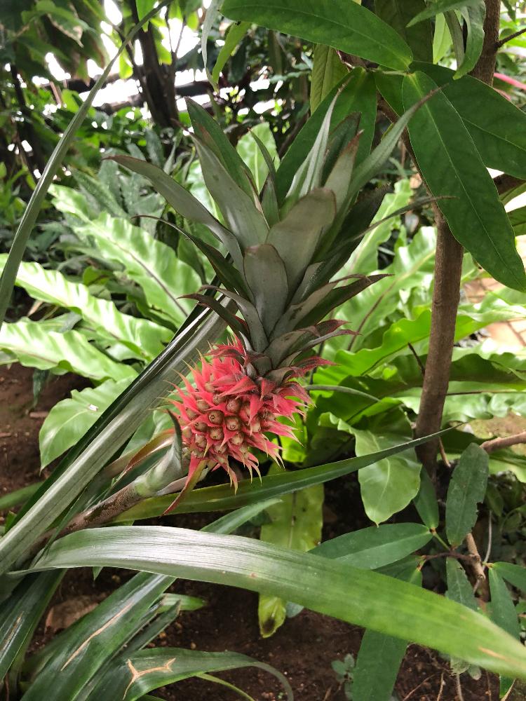 パイナップルの投稿画像 By Neko1087さん 葉っぱが好きと植物のある暮らしと花 と緑が好きと実 と夢の島熱帯植物館 18月9月3日 Greensnap グリーンスナップ