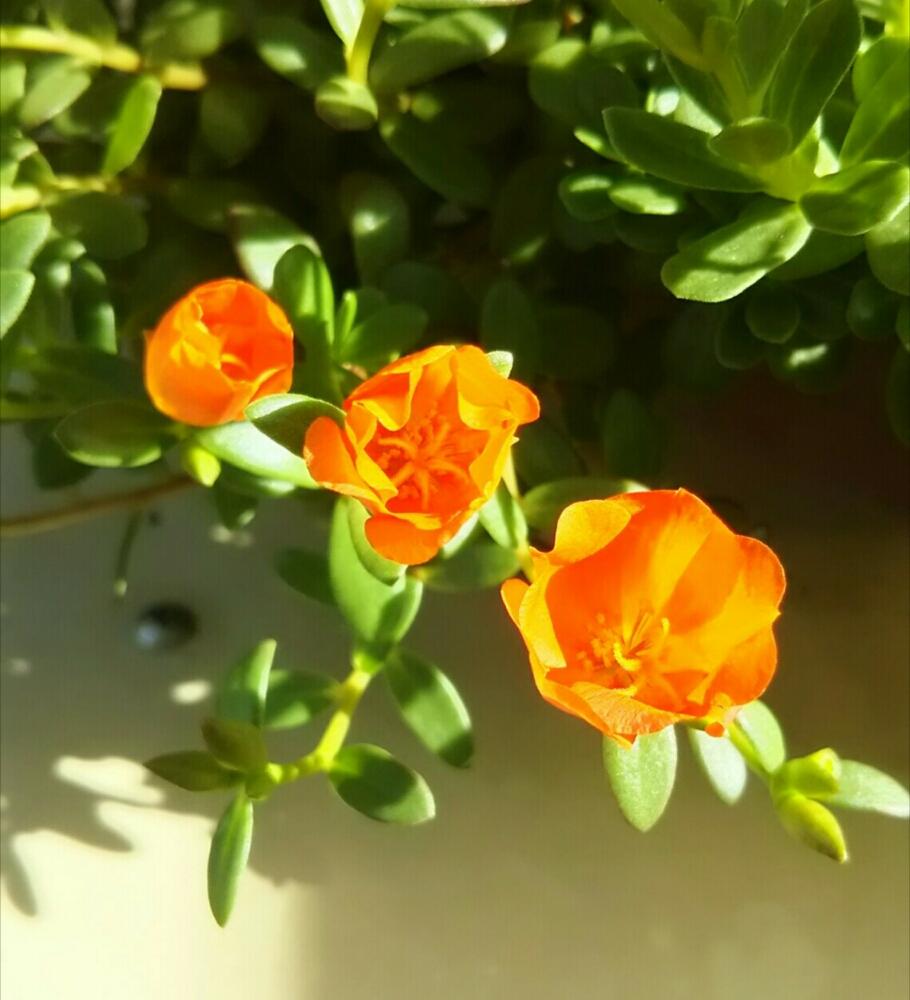 ポーチュラカの投稿画像 By あおぞらさん 寄せ植えとつぼみと鉢植えと花のある暮らしと緑のある暮らし 18月9月3日 Greensnap グリーンスナップ