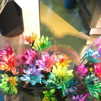 レインボーマムの投稿画像一覧 Greensnap グリーンスナップ