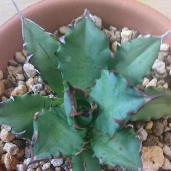 チタノタ ドワーフの投稿画像一覧 Greensnap グリーンスナップ