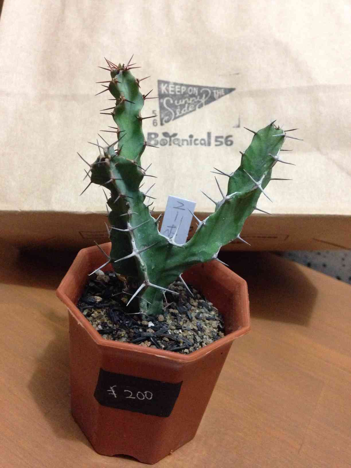 ユーフォルビア・大鳳角(カクタス？｜🍀GreenSnap（グリーンスナップ）