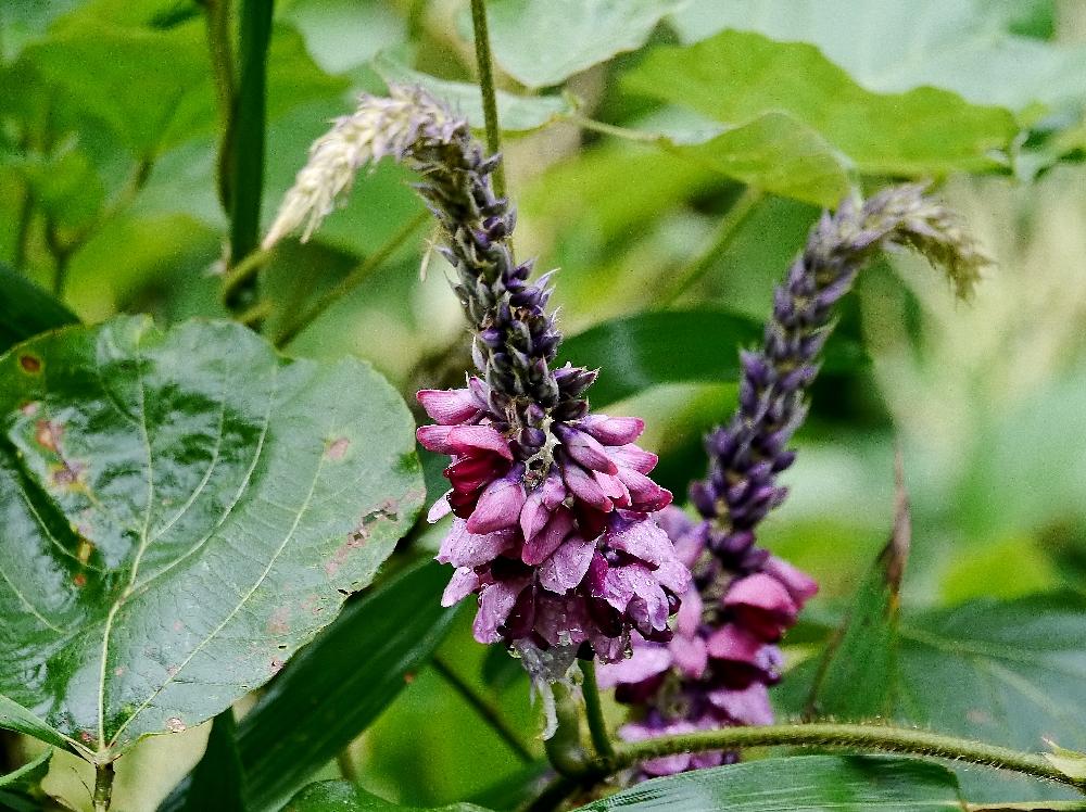 食べられる野草の投稿画像 By ホイミさん 山野草と里山歩きと葛の花と川歩きと山歩き 18月9月3日 Greensnap グリーンスナップ