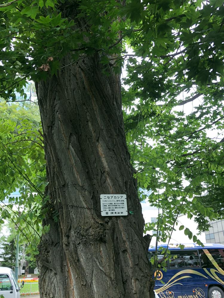 公園の樹木の投稿画像 By まなさん 樹木と北海道と巨木と札幌大通り公園とアカシアの木と落葉樹 18月9月3日 Greensnap グリーンスナップ