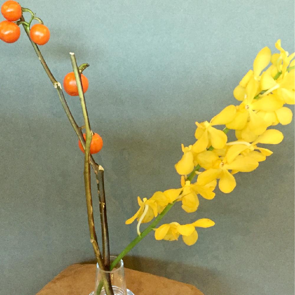 ハナナスの投稿画像 By さくらこさん モカラと切り花と花のある暮らし 18月9月3日 Greensnap グリーンスナップ
