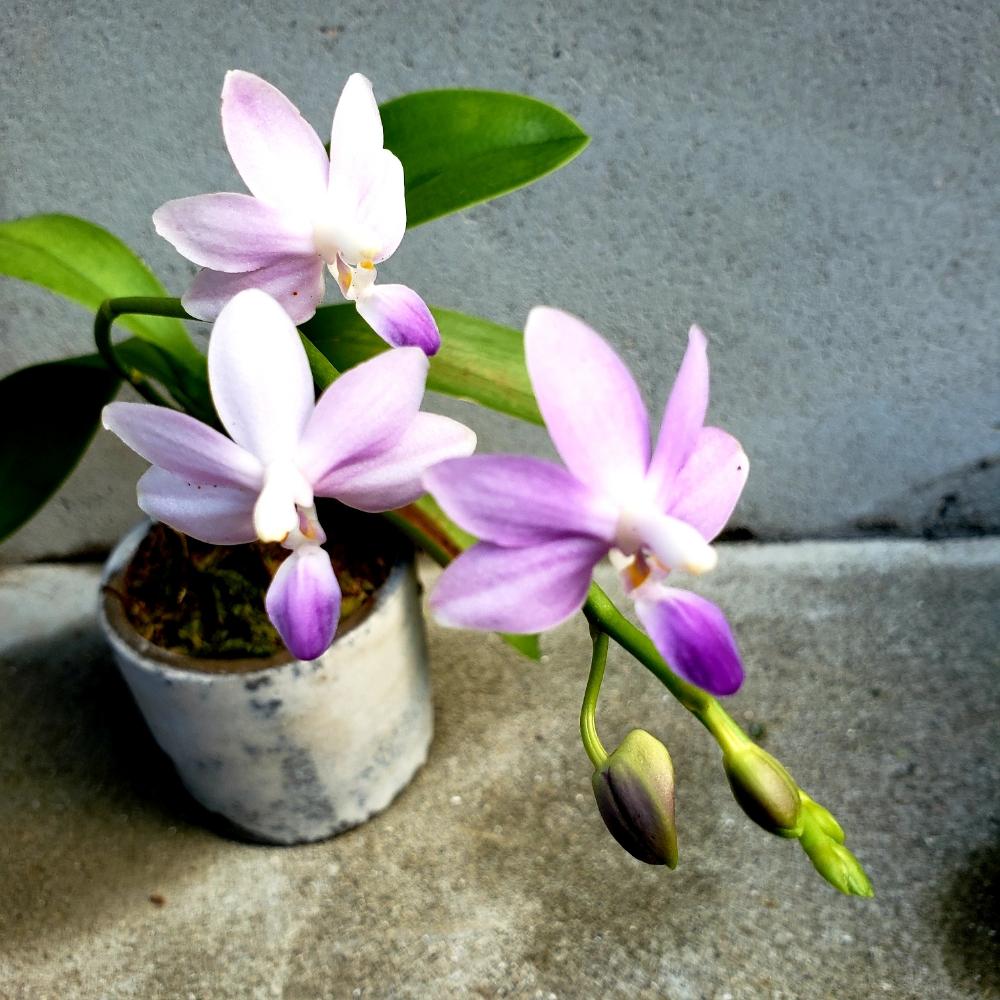 ファレノプシス レジェンドオブブルーバードの投稿画像 By Sepia さん ごめんねと夏咲きとファレノプシス属と胡蝶蘭の花と蘭の花とミニ胡蝶蘭 とさわやか 18月9月3日 Greensnap グリーンスナップ