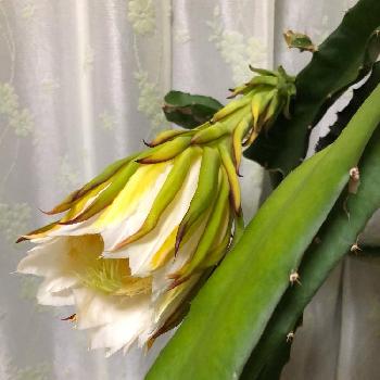 サボテン 三角柱の投稿画像一覧 Greensnap グリーンスナップ