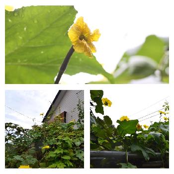 ヘチマの雌花の投稿画像一覧 Greensnap グリーンスナップ