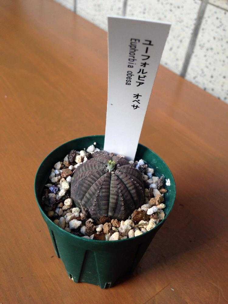 ユーフォルビア・オベサ 2号｜🍀GreenSnap（グリーンスナップ）