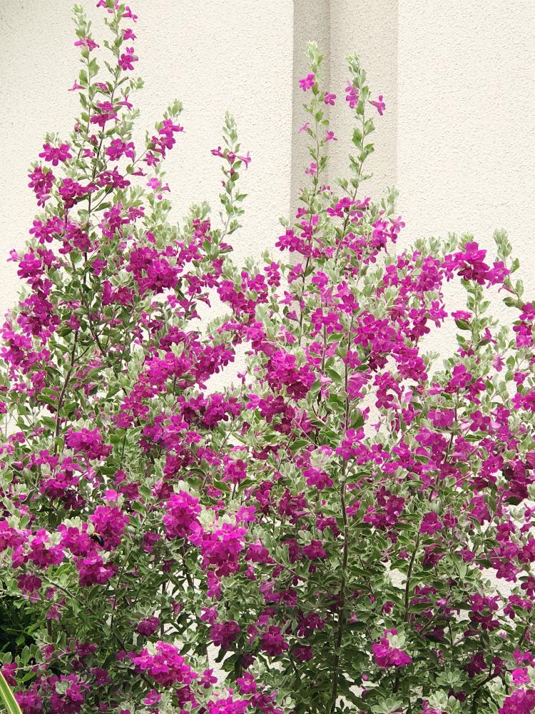 雨に輝くの投稿画像 By 寄せ植え屋ゆっこはんさん ピンクの花とレウコフィラムフルテスケンスと寄せ植え屋ゆっこはんと9月の花と花のある暮らしとシルバーリーフ 2018月9月4日 Greensnap グリーンスナップ